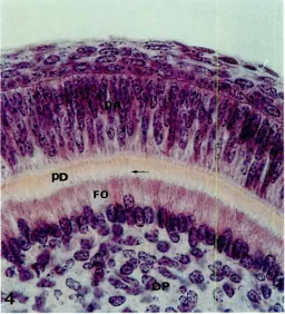 Fig. 5. Schematiction of functional odontoblasts.predentin;representa-The arrows indicate the two lev-elsofsecretion:a) baseofodontoblasticcell processes;f,mineralizationfront;PO,0, dentin(for derailssee Linde in rhis issue).
