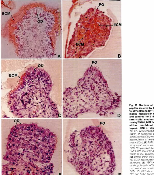 Fig. 10, Sectionsisolatedfrom day- 17 (p.c.)