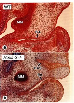 Fig. 7. Frontalsectionsthroughtheheadof 14.5dpcfetusesatthelevelof theexternalauditorymeatus.(a)Wildtypefetus.(b) Hoxa-2nul,'fetus.fA and EA2, orthotopicand supernumeraryexternalauditorymeatusrespectively.MM, manubriumof themalleus.