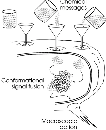 Figure 1: Conformational signal processing in bi-ological cells. Impinging chemical signals directlyor indirectly affect the internal milieu of the cell.The conformational dynamics of proteins and othermacromolecules is selectively sensitive to thesemilieu