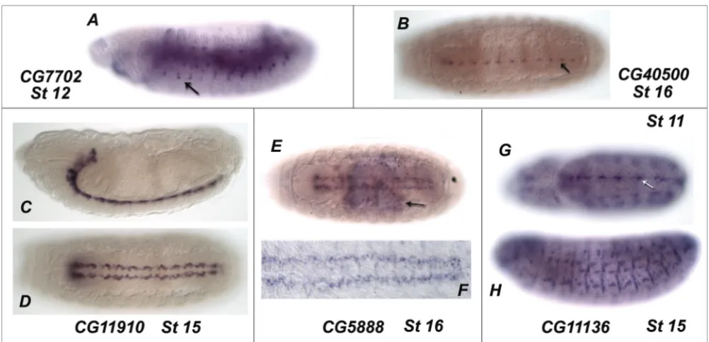 Figure 10Expression of novel eLRR genes in the Drosophila embryoExpression of novel eLRR genes in the Drosophila embryo