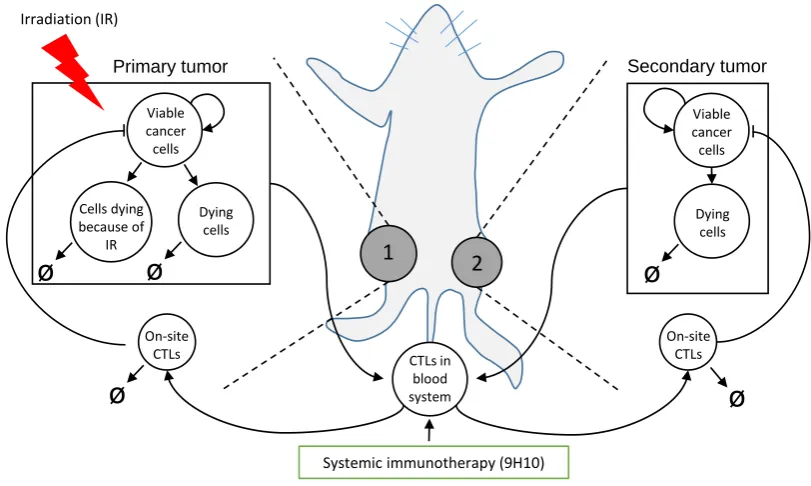 Figure 1. Schematic of the experimental setting, model compartments and interactions. Proposedwhich carcinoma cells were injected subcutaneously into mice at two spatially separated sites (left andmodel (Eqs