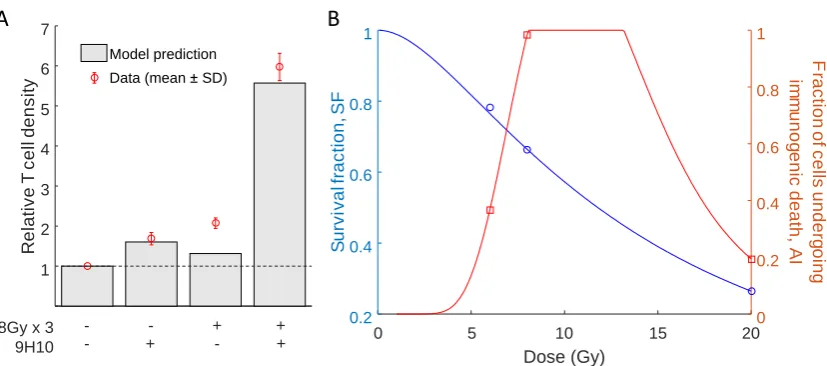 Figure 3. Comparison of relative T-cell density and radiation response curves. (A) Model simulatedand experimentally measured changes in immune cell inﬁltration at the secondary tumor site aftercombination of radiotherapy and 9H10 immunotherapy