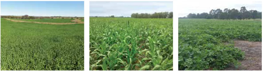 Table 6.  Forage biomass (kg DM/ha) measured at perennial forage sites on commercial properties across the Fitzroy River catchment over the period 2011–2014A