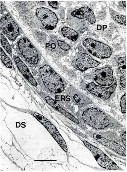 Fig. 1. TransmissionelectronfromalongmicrographITEM I of a developingrootan eightday old murinefirstmolar.The epithelialroot sheath(ERSJis visible as is the dental papillafDP) and dentalsac (OS)