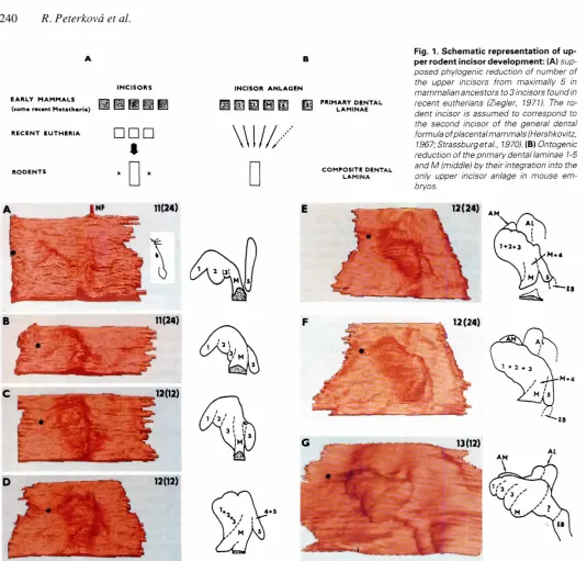 Fig.per rodent