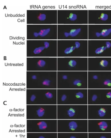Figure 1.In situ hybridization of unsynchronized and noco-dazole-treated cells. In each panel, fluorescent oligonucleotideprobes complementary to the U14 snoRNA (green) or 10tRNALeu(CAA) genes (red) were used for hybridization