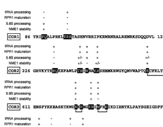 FIGURE 8.Summary of the effects of the Pop1p mutations on RNA processing at 37significant defects, depending on the nature of the mutations