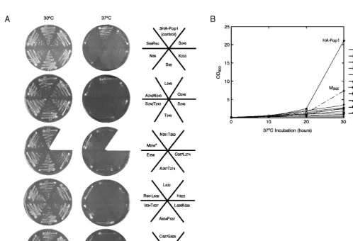 FIGURE 2. Growth of the 3HA-Pop1p mutants on synthetic minimum medium. The strain background for this test was SXY1