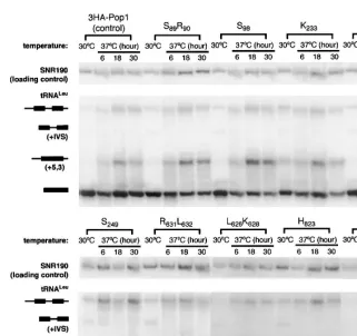 FIGURE 3.Northern blot analysis of pre-tRNALeu processing in representative 3HA-pop1mutants at 30°C and 37°C