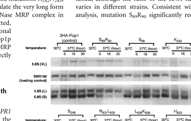 FIGURE 4.Northern blot analysis of precursor and mature RPR1 RNA in representative3HA-pop1 mutants at 30°C and 37°C