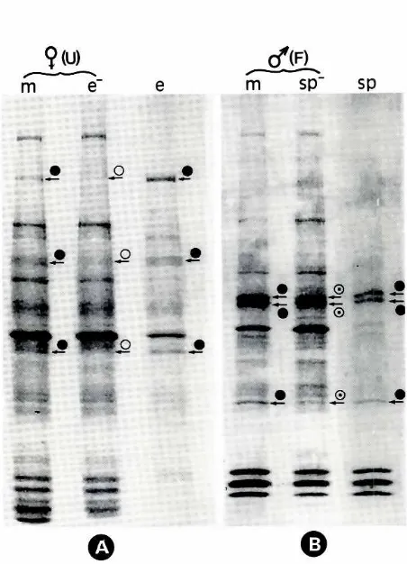 Fig. 3. Electrophoretic-and matureprotein present.patternof proteinsextractedfromimmatureIi)1m) Lineus sanguineusfemales(U) and malesIF)