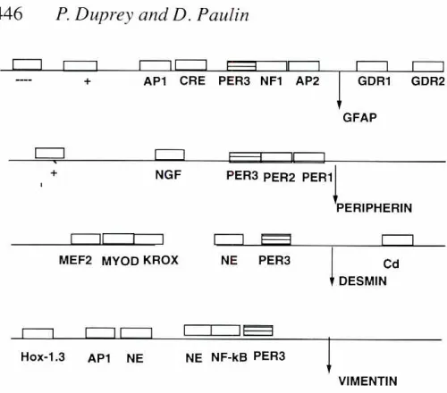Fig. 1. 5' regulatory elementsof classA. Benazzouz).presencedevelopmentalor severaldata from IIIIF genes.Schematicrepresentationof 5' regulatoryelementsof IF genes from class III:GFAP, peripherin,desminand vimentin.The namesof sequencescorresponding to kno