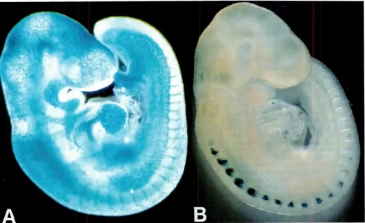 Fig. 4. Vimentin (A) and desmin(B) expressionin 9-daytransgenicembryos:lateralviews.Embryos were stained for beta-galactosidaseThevimentintransgenewas generatedby insertionofthelac-Zgene inside the endogenousgenefromembryonic stem cells in framewith the N-