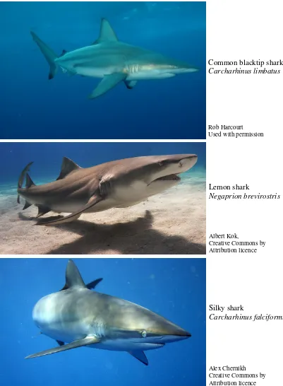 Figure 2: Some sharks from family Carcharhinidae commonly encountered in Queensland coastal waters, with which the stock assessment deals