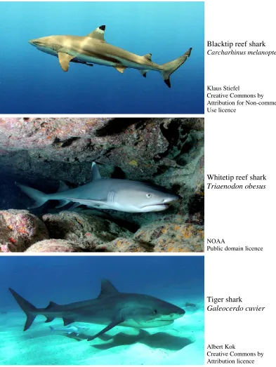 Figure 3: Some sharks from family Carcharhinidae that are encountered in Queensland waters but can be largely excluded from the stock assessment due to their location, behaviour or body shape
