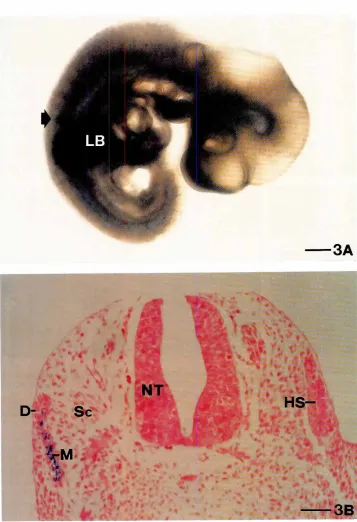 Fig. 3. Transplantationof transgenicsomitesintonon-transgenichostembryos. (A) Gross appearance of a 36 hculturedembryowithan implantedtransgenic somite(arrow), Limb Bud (LB).Bar