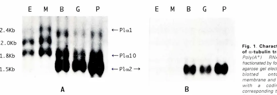 Fig. 1. Characterizationtranscripts.RNAswere