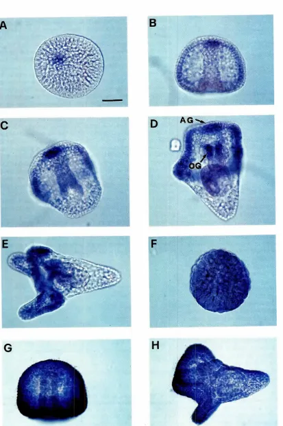 Fig. 5. Whole-mountin situhybridizationofvariousstageParacentrotuslividusembryosillustratingthedevelopmentalpatternofexpressionof the a-tubulintranscripts(bluestainingregion).EmbryoswerephotographedwithanAxioskop20(Zeiss)photomicroscopeequippedwithanautoma