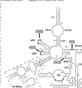 FIGURE 1. Eukaryotic-specific conserved elements in the S1-RPR1 RNA. (P) Base-pairregion