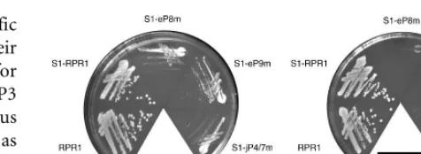 FIGURE 2. Growth of strains containing mutated S1-RPR1 RNAs onYPD medium. The plates were incubated for 2 d at 30�C and 37�C,respectively.