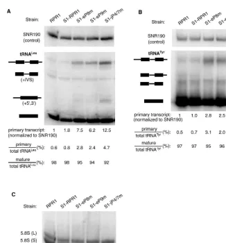 FIGURE 3. Pre-tRNA and 5.8S rRNA processing in S1-comparison with data from the mutant strains