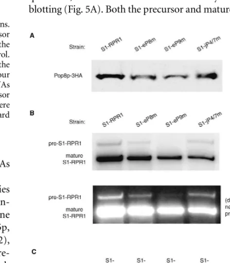 FIGURE 4. Processing of the S1-precursor S1-Northern blots. Signals of the mature and precursor S1-RPR1 RNA in the mutant strains.(A) Northern blotting of the S1-RPR1 RNA