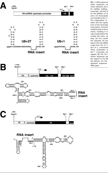 FIG. 1. RNA polymerase III expression cas-