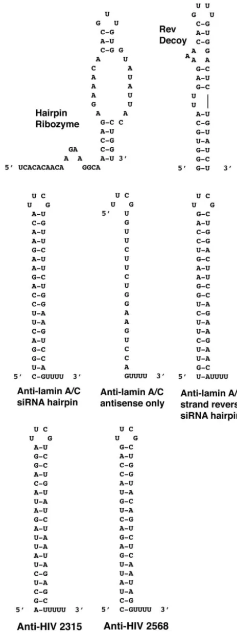 FIG. 2. Cassette inserts used in this study include a ribozyme, Rev-bindingelement (RBE) decoy, and hairpin siRNAs with controls