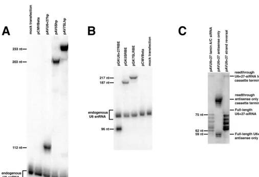 FIG. 4. RNA synthesis from pol III cassettes. RNA isolated from cells that had been transfected with plasmids containing the pol III cassettes was subjected to