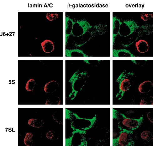 FIG. 5. Differential efﬁcacy of siRNA expression. Expression of the same anti-lamin siRNA hairpin that causes a reduction in lamin accumulation when expressed