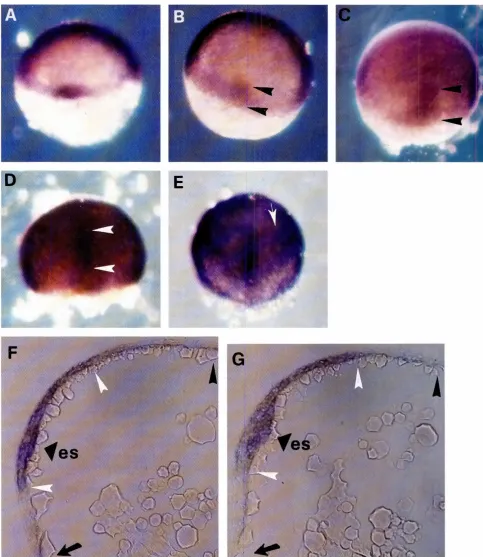 Fig. 2. Whole.mountin situ hybridizationanalysisof otx1 and otx3 expressionbetween50% and 75% epiboly.(A,a,D) otx3 expression;(C,E)otxl expression.Similarresults were obtainedfor the orher gene