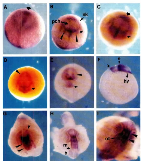 Fig. 5. Expression of otx3and a diffuse between90% epibolyand 24 hpf. (A-E,G-!) Dorsal views; IF) lateral view, (AI 90% epiboly embryoshowinga stronglabelingat the veryanterior tip (solid arrow)