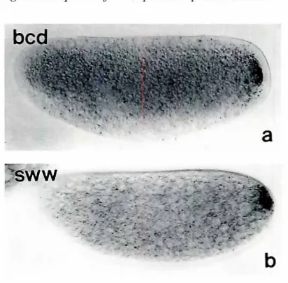 Fig. 2. Giadistributionin anteriorclassmutants.Embryos from la'bcd. (bl SW'\<Y,homozygousmothersshowa wild type patternof Giaredistributionto the posterior pole