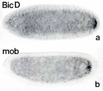 Fig. 4. Giadistributionin bicaudalembryos.Syncytialblastodermstageembryosfrom (a) BicD'/BicfYor Ib) pmobmothersstainedforGia showing the normal redistnburion of Gia to the posterior pole.Posterior is to the right.