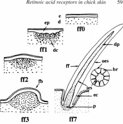 Fig. 4. The mainstageschick.pulp;of featherformationtffO. 1. 2, 3 and7) inbr. barbridge;d