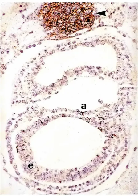 Fig. 3.Immunoperoxidasechimerapositive.stainingof a C3H/HeNx C57BL/6Nat the late primitivestreakstage.Co.7 foster mother is CSASaggital section.Positive C3H cells are sporadically distributedover the embryonalectoderm(e) and in the mesodermalcomponentofammon(a) but the extraembryonalecroplacentalcone is uniformly posi.tive (arrowhead).