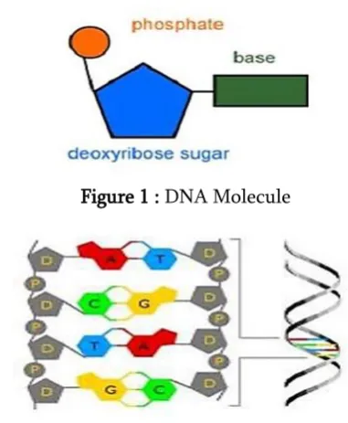 Figure 1 : DNA Molecule 