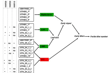 Fig. 3  Possible QTL frame-fied in the present study. Other et al. 1995work model explaining tiller dynamics in sorghum