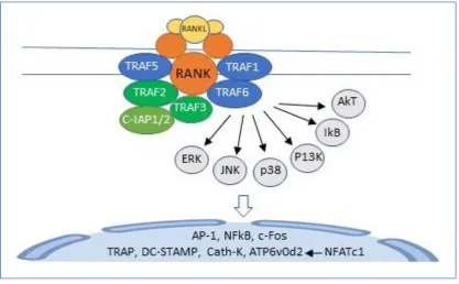 Figure 2. Binding of RANKL to RANK activates TRAFs 1,2,3,5 and 6. TRAF 6 recruits and activates a kinase cascade which includes ERK, JNK, p38, PI3K, IkB and AkT