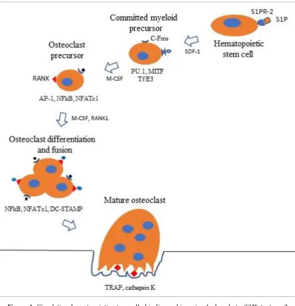 Figure 4. Circulating hematopoietic stem cells binding sphingosine-1-phosphate (S1P) to type 2 for RANKL