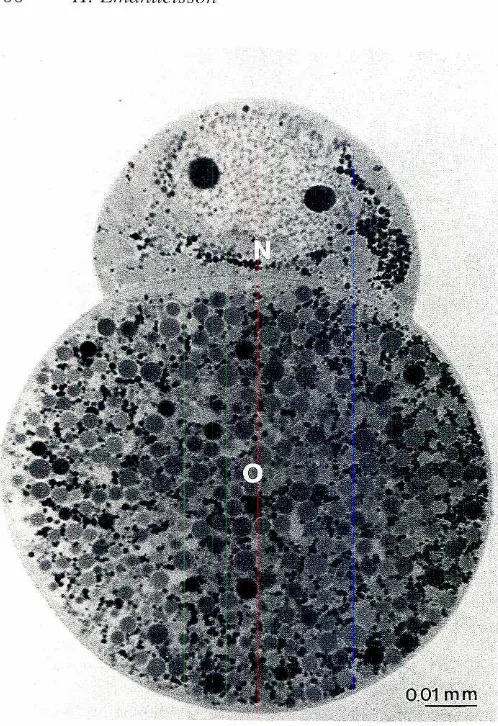 Fig. 4. Sectionthroughan isolatedoocyte-nursecellpair ofOphryotrochalabronica.N, nurse cell; 0, oocyte.Usually there is onlyone nucleolus in the nurse cell, sometimesthere may be two as in thiscase