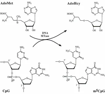 Fig. 1. DNA MTase-catalyzedmethylationthe cytosinenuclearindependentlysubstratemalsin CpG..c;ontaining sequences_appeardaughterhas strongadenosylhomocysteineproducts.ofresiduein a CpG-dinucleotideofDNA.DNAMTaserecognizescyrosinesfocated5' to guaninesand ca