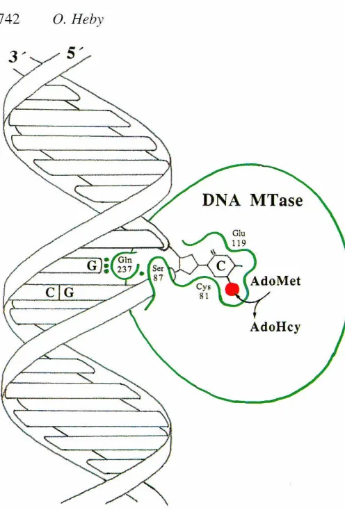 Fig. 4. A simplifiedviewMTase.of thetargetcytosineflipped-outof theDNA doublehelix andburiedin theactivesitecavityof theDNAA spectacular feature of DNA MTas8,is that it forcesIts sub-strate DNA to ffip out the cytosine base it is goingto methylate to anext