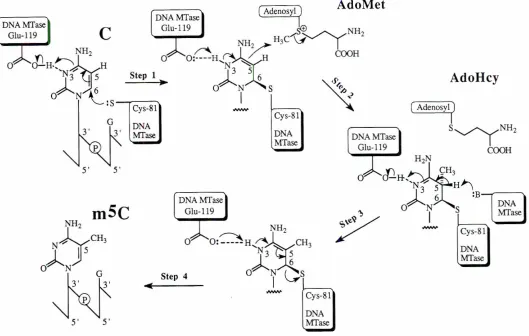 Fig. 5. The chemical process used by bacterial DNA MTases for the covalentadditionof a methylgroupto cytosineresiduesin DNA (basedon rhe work of Wu and Santi, 1987; Chen et 81.