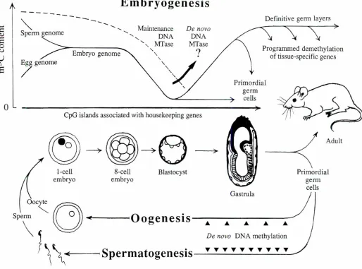 Fig.7. DNA methylationin mousedevelopment.The sperm contnbutesessentiaffyno DNA MTase to the embryo,bur the level of marernally inher-ited enzymeis extremelyhigh in the egg