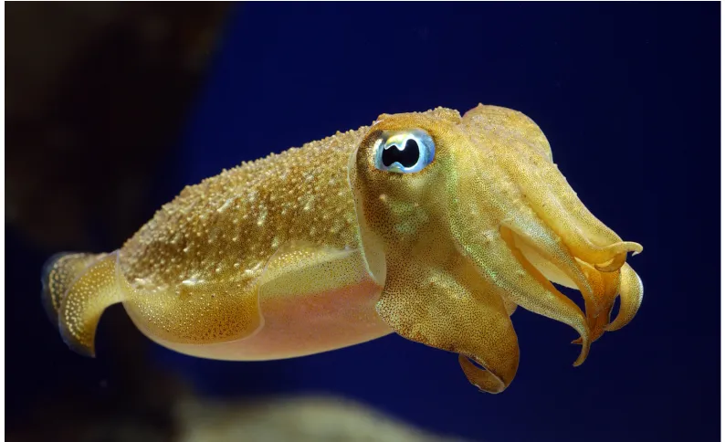 fig 8 - cuttlefish