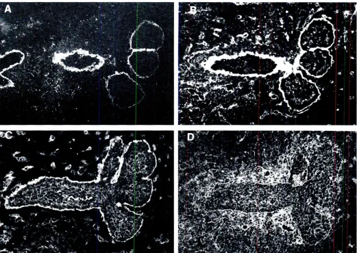 Fig. 4. Expressionof laminin chains and integrin chains a6 and ~1 during branching epithelial morphogenesisof submandibulargland.Monoclonal antibodiesagamst£3fragmentof Jaminin a 1 cham stains onlv basement membranes of epithelia (AI