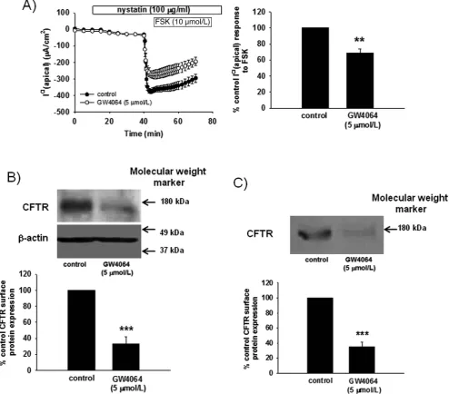 Figure 5FXR activation inhibits CFTR currents and protein expression. (A) GW4064 (5of seven experiments