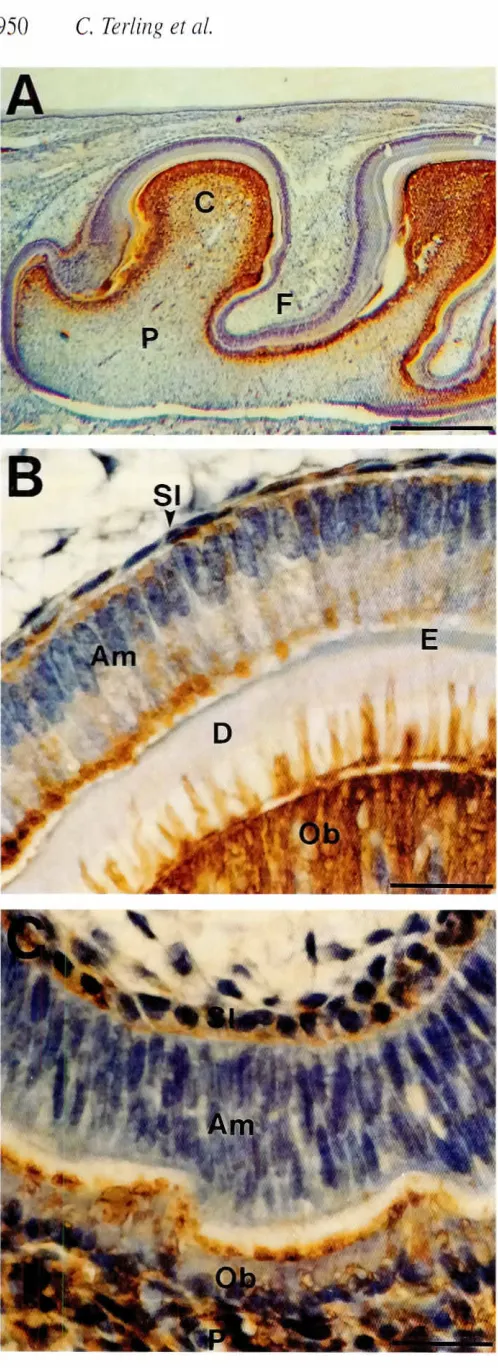 Fig. 3. Nestinpulp.activitydistributionin thefirstlowermolarat p.n.day 3. (P.C: cusp,F: fissure,0: dentin,E: enamel.Am:ameloblasts,Db:odontoblasts,5J: stratumintermedium).(AI Nestinis widelydistributedwithinthe pulp wherethe stainingis concenrratedto the cuspsand fis-sures.IBI HighermagndiccHionof a cusp.Nestinis seenwIthinthe cellsof stratumimermedium,in the apical parts of the ameloblastsand in theodonroblastsand their processes.extendinginto the formingdentin.(CIThe odontoblastsliningthe fissuresdisplaya lowerlevel of immunore-than the odontoblastsin the cusps.The stratuminrermediumisimmunopositivewhilethe ameloblastsare negativeBars: A,1000JJm:B.C.100 ~m.